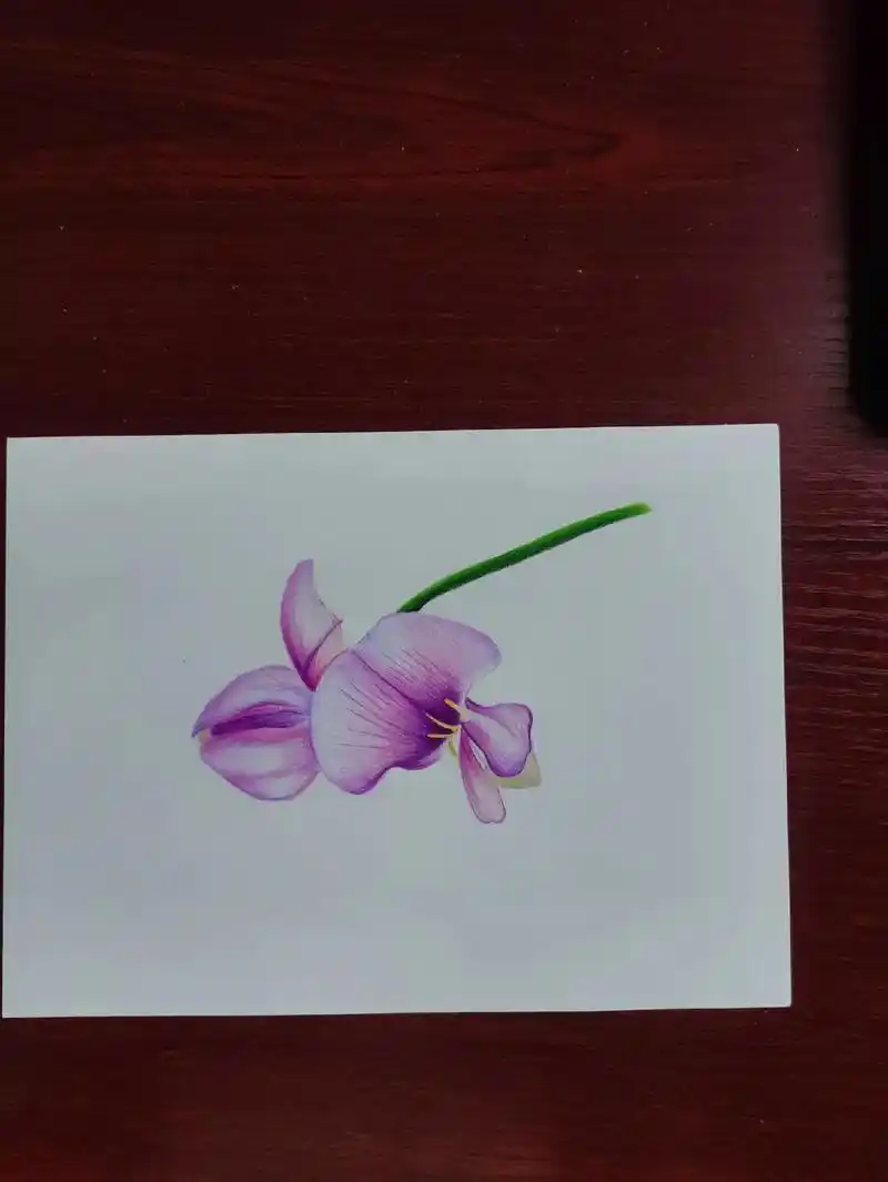 彩铅画 #想画就画 #画画使我快乐 豌豆花 - 抖音