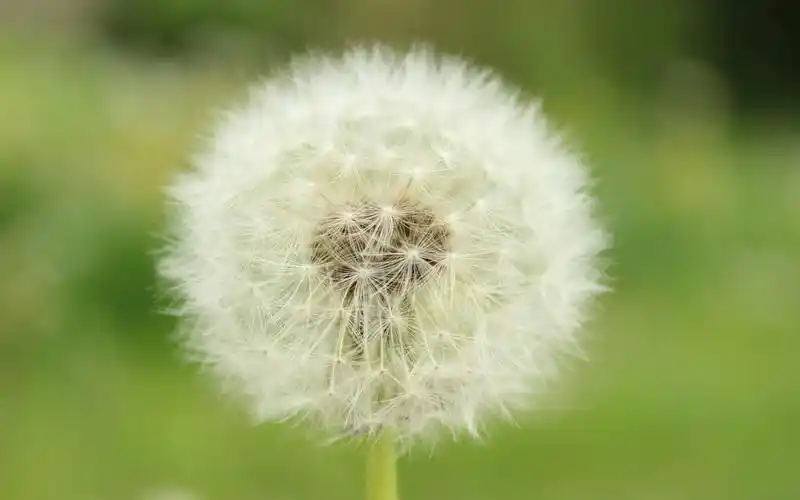 轻盈唯美的蒲公英图片桌面壁纸高清大图预览1920x1200_风景壁纸下载