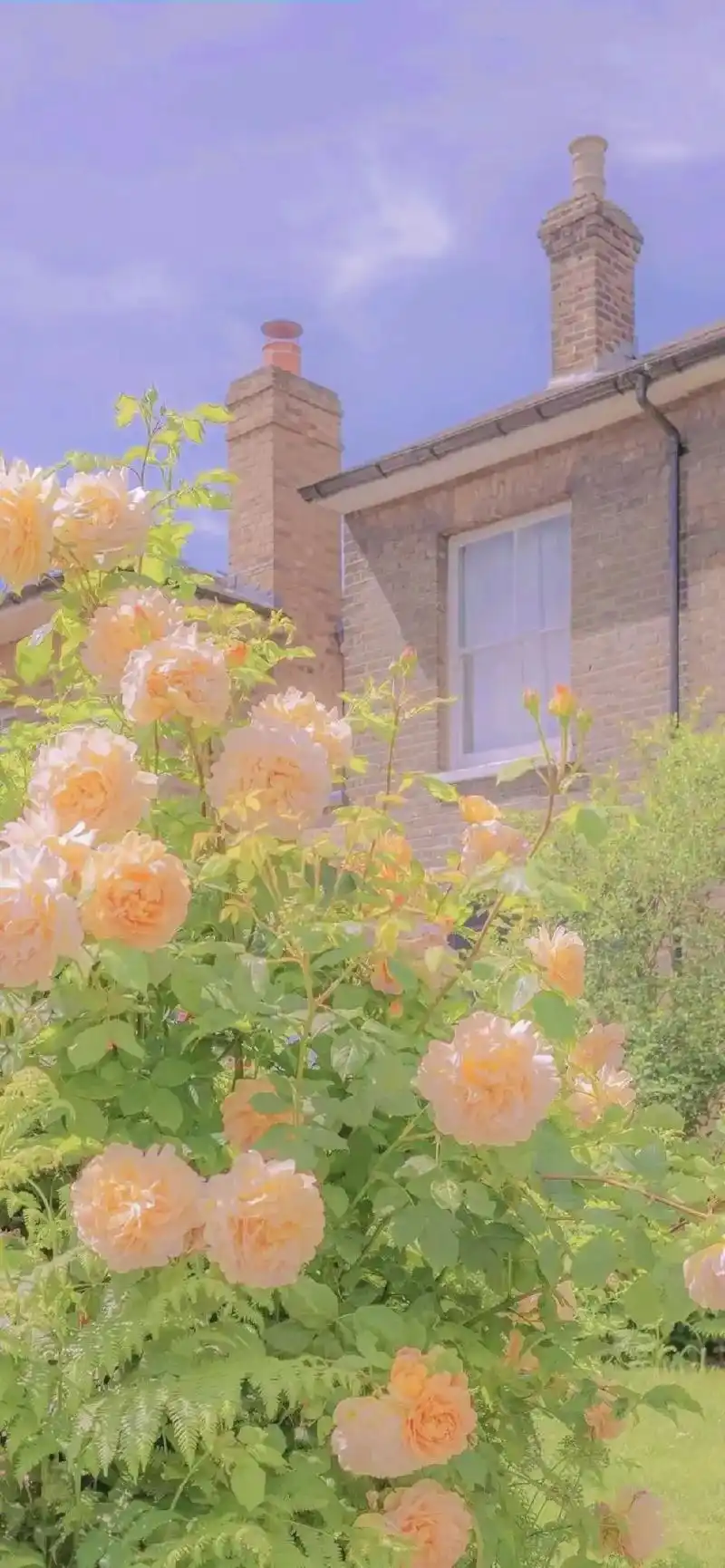 ins春天壁纸丨治愈系唯美鲜花高清壁纸#治愈系壁纸风景 #春 - 抖音