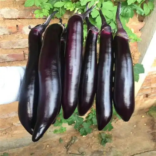 供应布利塔765嫁接长茄苗杭茄2010绿萼绿把茄子苗702茄子苗967茄子苗