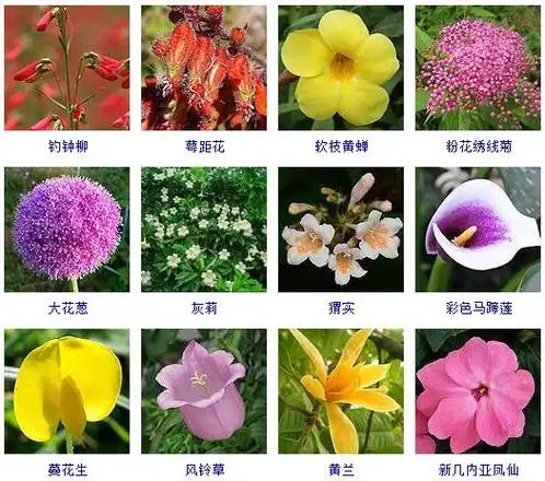 花的名称500种花卉等你来认识宝典来啦