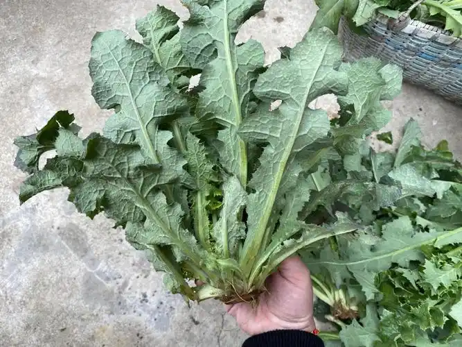 蒲公英怎么做菜好吃(教你新吃法:好吃不苦还降火)