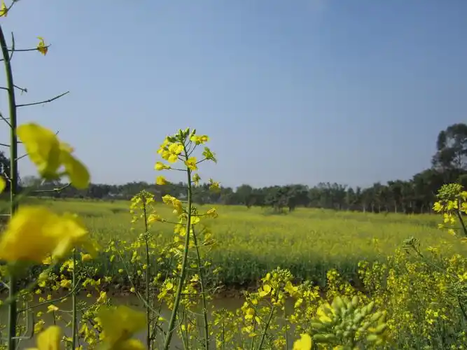 澄黄的花海
