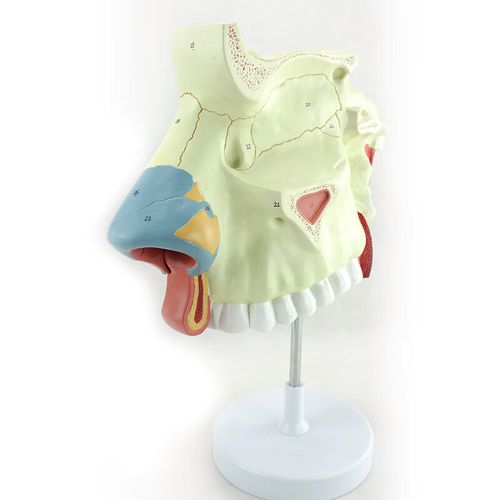 颐诺enovo放大版 人体医学鼻腔解剖模型耳鼻喉呼吸科内窥镜隆鼻美容