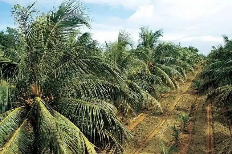 海南"六棵树"产业观察之椰子
