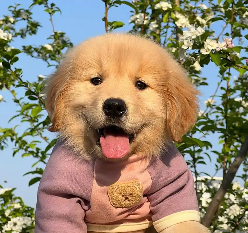 笨蛋毛茸茸小狗头像 676767