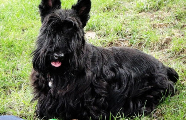 黑俄罗斯梗一般有多高