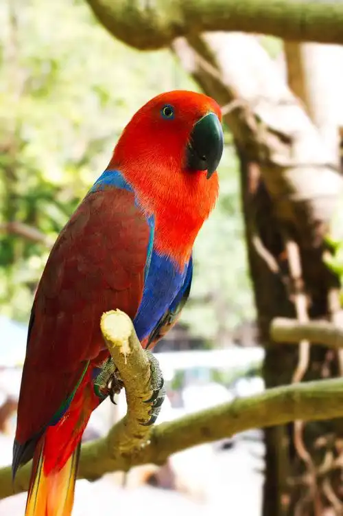 脊椎动物图片_脊椎动物图片大全_全景图片