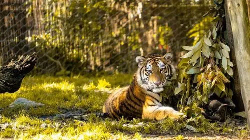 老虎壁纸【1】老虎壁纸图片_桌面壁纸图片_壁纸下载-元气壁纸