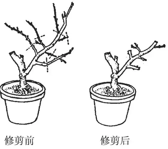 梅花如何整形修剪