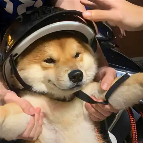 搞笑图片快乐的小狗头像