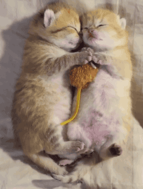 猫咪睡觉惊吓抱着gif动图_动态图_表情包下载_soogif