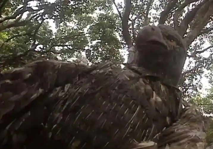 杨过第一次遇到"雕兄"的时候它在干嘛?