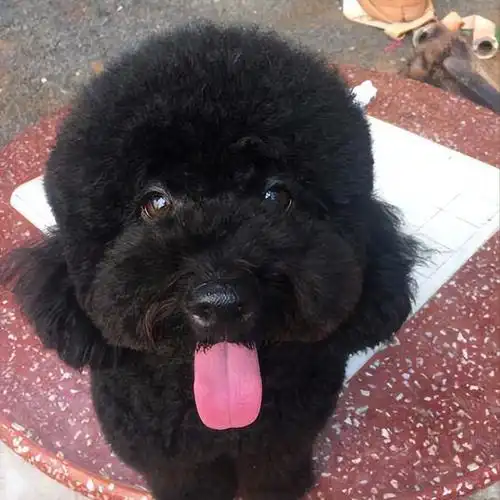 想养"黑泰迪"?这6个理由劝退你!