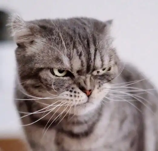 猫咪头像图片 铲屎官头像图片