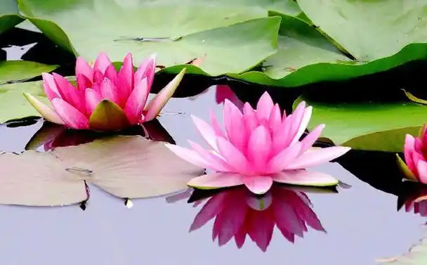 在中国文化中,莲花和荷花都扮演着重要的角色,尤其在佛教和道教中.