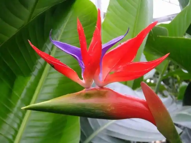 2020-9-16,鹤望兰,黄兴龙/诗