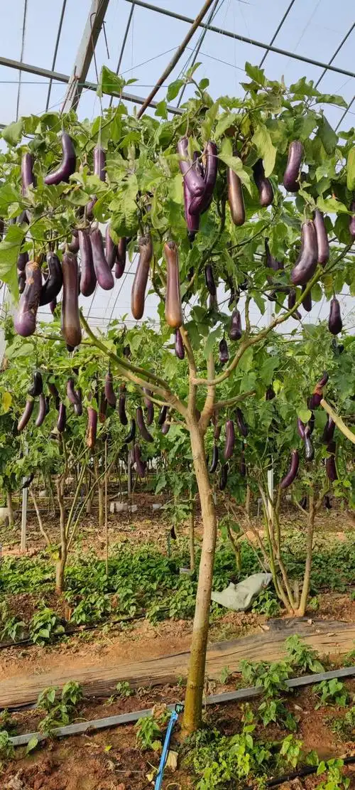 乡香茄生态农业:超级山茄树,四季结果不反季
