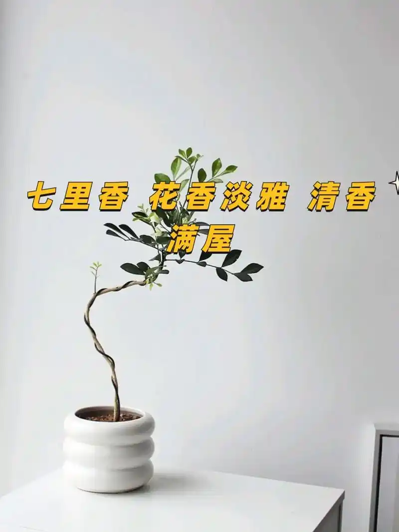 开白色花散发浓烈的芳香气味故名七里香