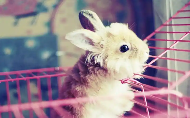 可爱呆萌短腿棕色兔子简约治愈系高清桌面壁纸(2)