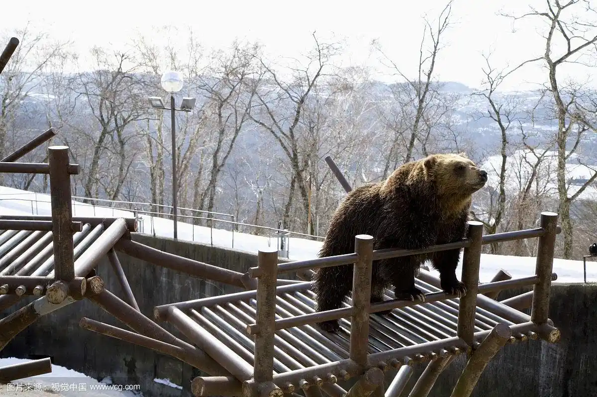 日本,北海道,北海道熊牧场