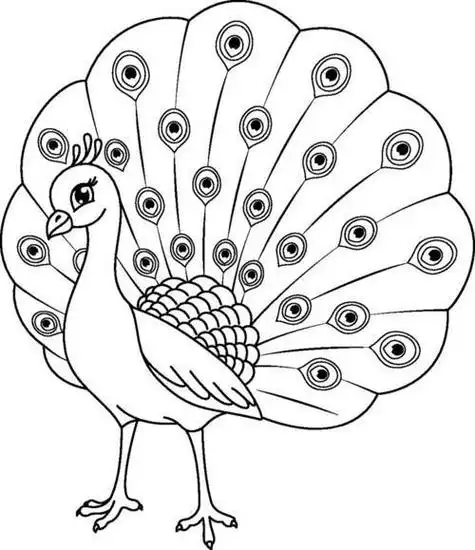 简单漂亮开屏 strong>孔雀简笔画 /strong>的画法详细步骤 - 儿童简笔