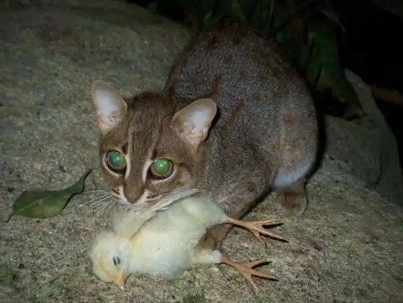 世界上最小的猫科动物,赶紧放到口袋里带走吧