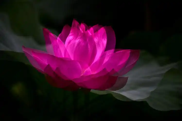 幻影梦中盛开的红荷花