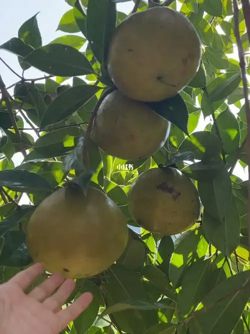 硕果累累的油茶树广西大果红花油茶基地
