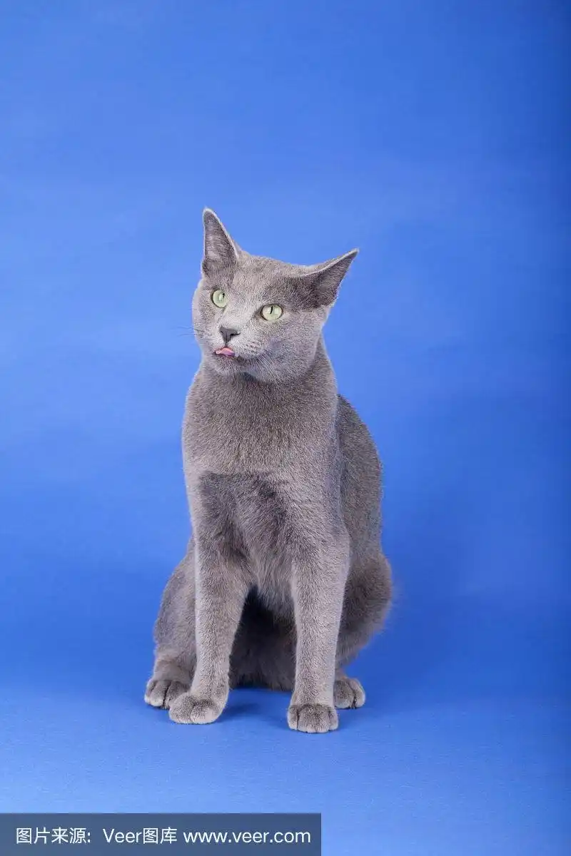 工作室拍摄的俄罗斯蓝色成年猫,站在蓝色,云彩的背景.