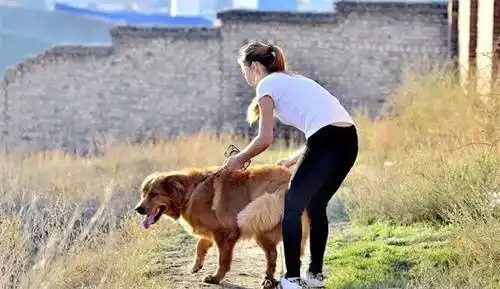 2011年,婆婆卖掉儿媳的宠物狗,儿媳打掉腹中三个月胎儿酿成悲剧_李