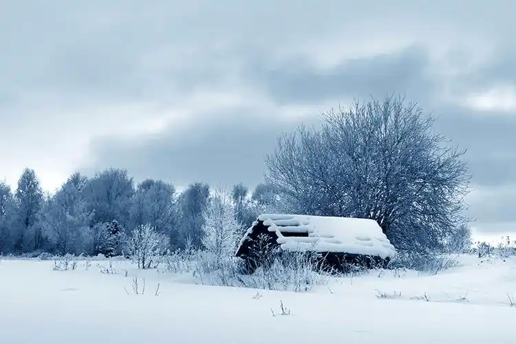 季节,冬季,树,雪,大自然壁纸,照片,下载