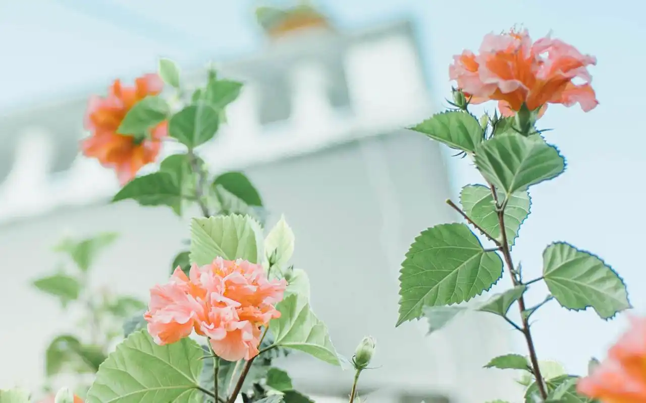 小清新绿色护眼花卉植物图片桌面壁纸高清大图预览1920×1200_植物