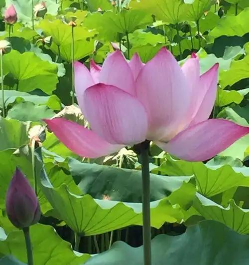 佛前的莲花静静绽放,散发出淡淡缕缕清香 那是我追随佛陀足迹,一路