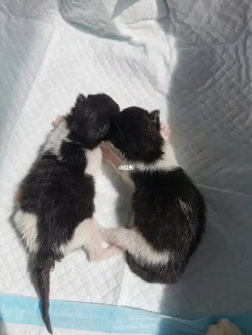 土猫跟蓝猫生的孩子