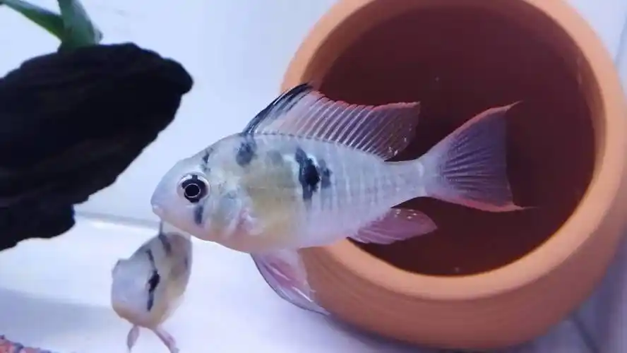 玻利维亚凤凰公母怎么看 - 黑龙江鱼友俱乐部 - cta南美水族