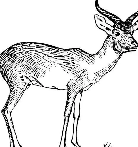 卡通羚羊简笔画