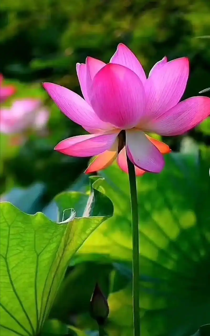 原作佛前一朵莲,护佑众生皆平安! - 抖音