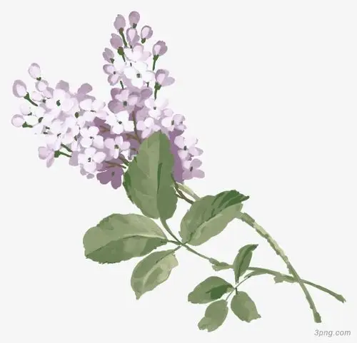 丁香花png素材透明免抠图片-动植人物