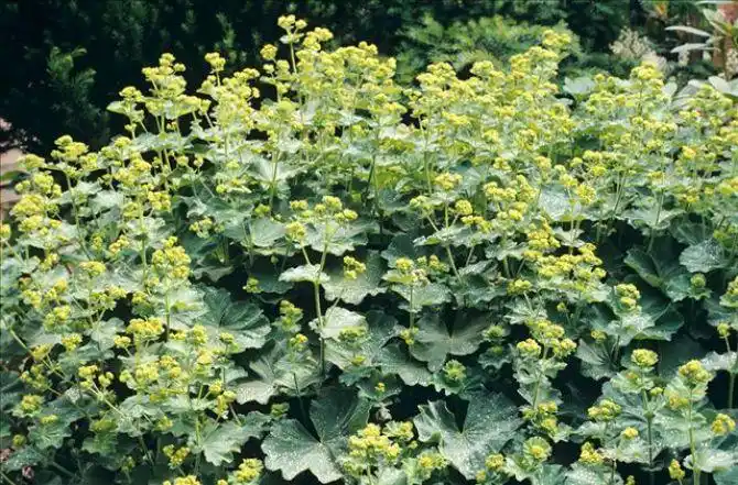 斗蓬草图片_全景网