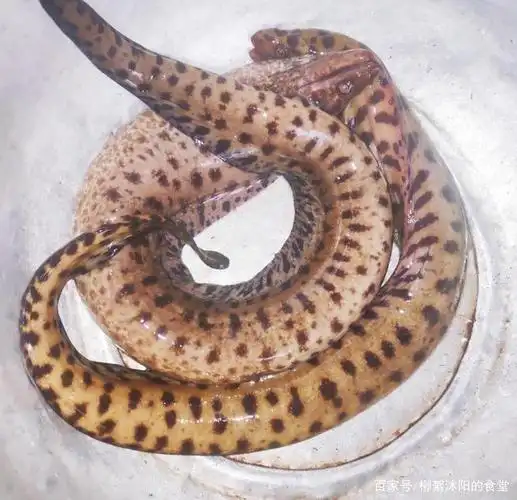 漂亮的花海鳗,加上豆豉和蒜子蒸一碟,鲜香滑嫩,连汁也吃干抹净