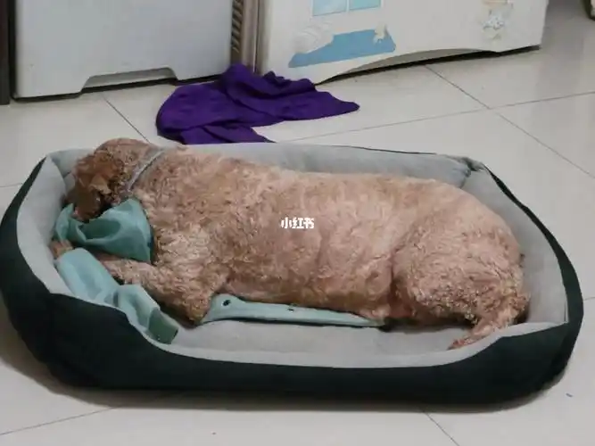 吃饱喝足的狗狗