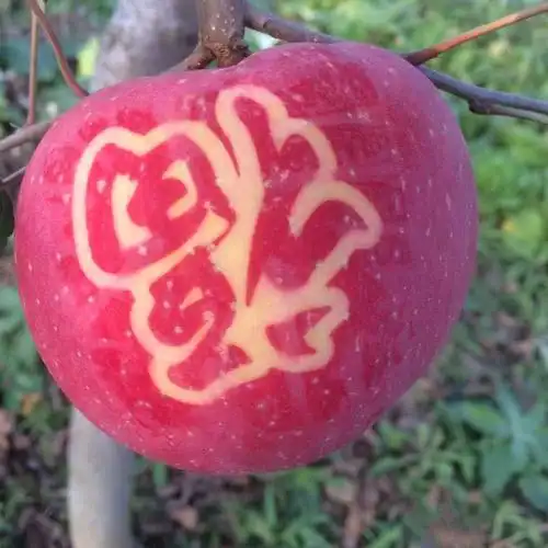 平安夜苹果水果 新鲜