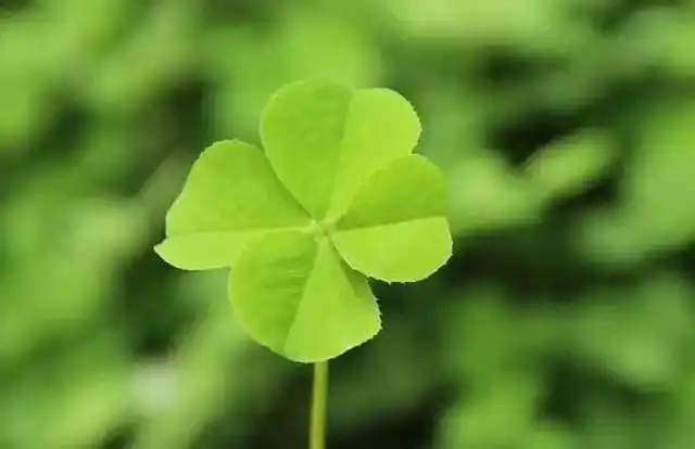 四叶幸运草