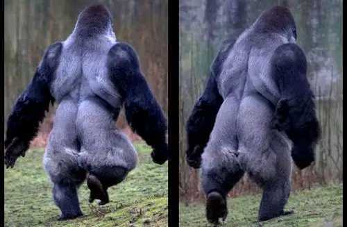【引用】英国大猩猩会直立行走 蹿红网络