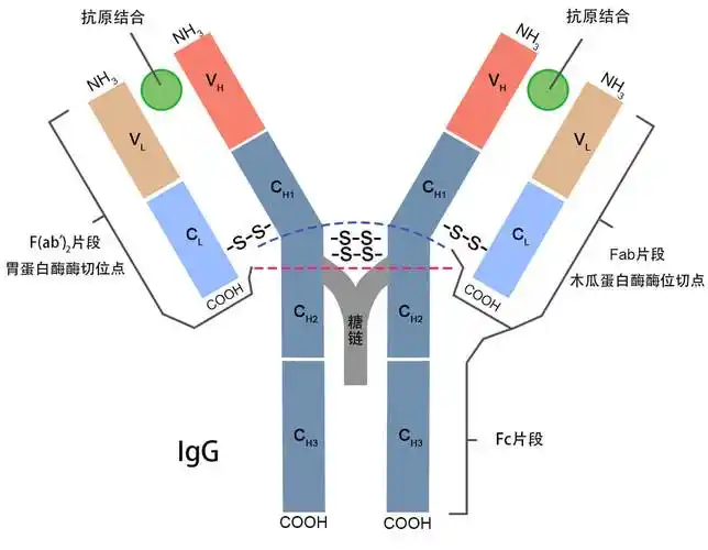 igg抗体-重组igg结构-人源/鼠源ig分子对比-德泰生物公司