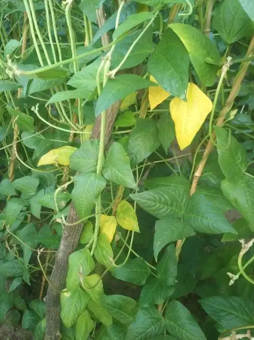 老师豆角叶发黄雨水大