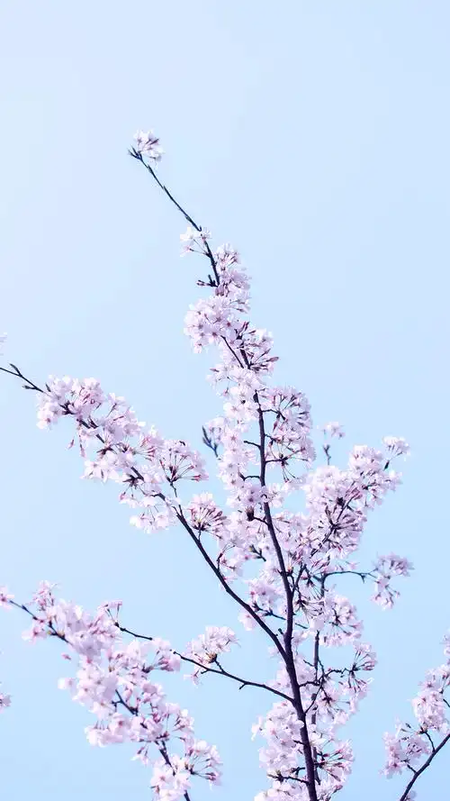 清新唯美花卉图片手机壁纸