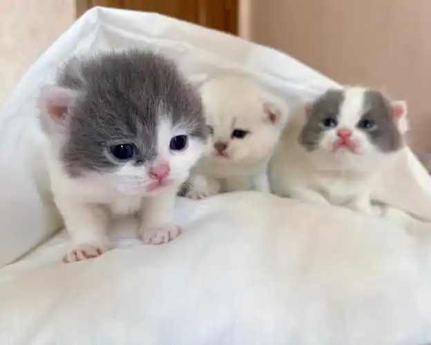 英短小奶猫张牙舞爪的慢慢长大