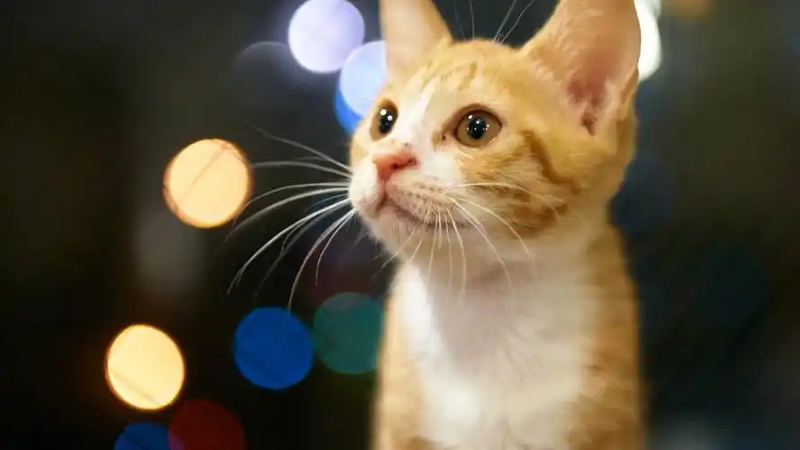 首页 动物与鸟 猫 可爱的小猫,眼睛,橙,眩光背景 桌布 / 1920x1080 全